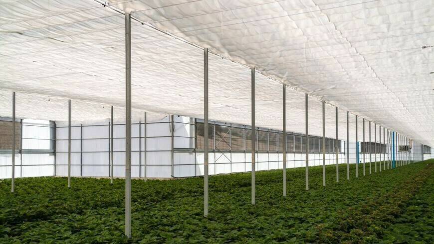 arrigoni-agrotextiles-greentech-cultivos|arrigoni-agrotextiles-greentech-cultivos